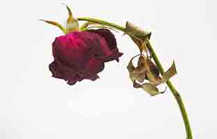 كيف اتعامل مع الزوج الخجول في العلاقة الحميمة