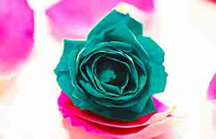 هل يجوز أن ترضع الزوجة زوجها