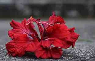 زوجي طلقني وتزوج حبيبته التي كان يحبها قبل زواجي