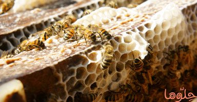 فوائد شمع العسل Beeswax وأضراره