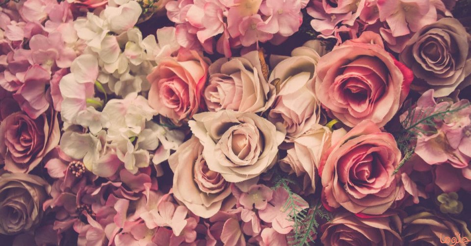 حلم الورود والزهور وتفسير رؤية الورد في المنام - حلوها 