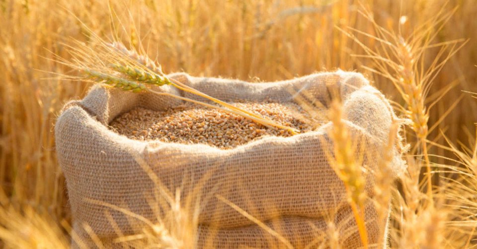 Tumačenje vidjeti pšenicu u snu i sanjati klasove pšenice