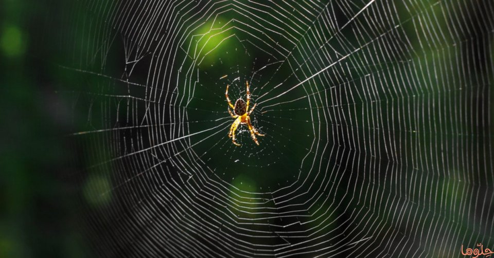 العنكبوت في المنام وتفسير حلم العناكب بالتفصيل