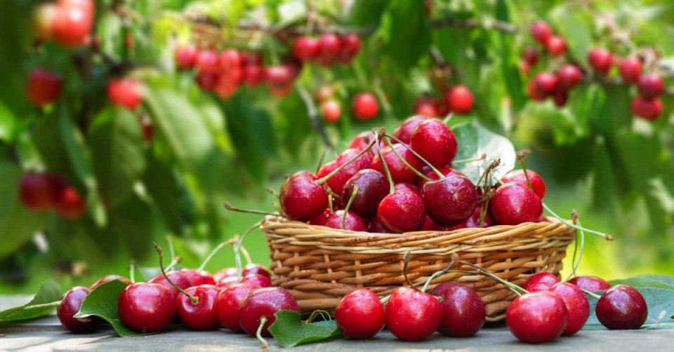 Толкување на гледање цреши во сон и сон за јадење цреши