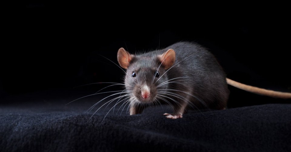 تفسير حلم الجرذان والفئران