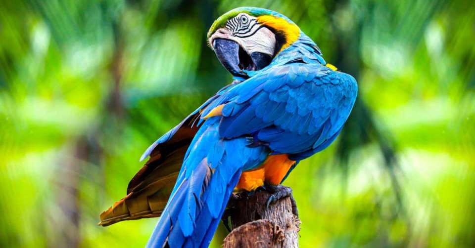 Şîrovekirina dîtina papagan di xewnê de û xewnek li ser papagayek rengîn