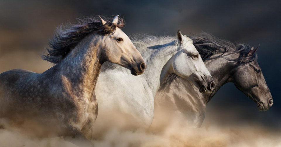 تفسير رؤية الحصان في المنام لابن سيرين وحلم الخيول