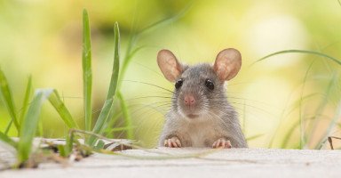 الفارة في المنام وتفسير رؤية الفئران في الحلم بالتفصيل