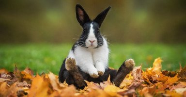 تفسير رؤية الأرنب في المنام و معنى حلم الأرانب