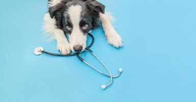 الأمراض التي تنتقل من الكلاب للإنسان والوقاية منها