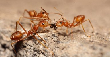 تفسير رؤية النمل الأحمر في المنام