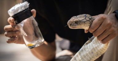 تفسير سم الأفعى في المنام وحلم ثعبان يبخ السم