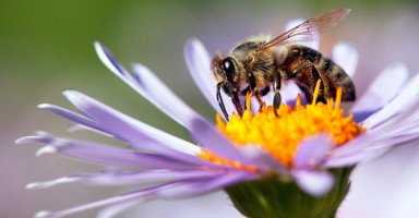 النحلة في المنام وتفسير رؤية النحل في الحلم بالتفصيل
