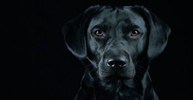 تفسير الكلاب السوداء في المنام والحلم بكلب أسود