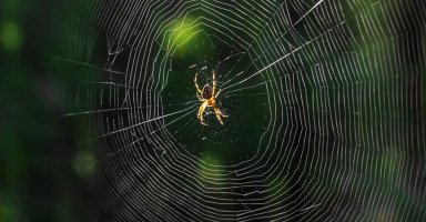 العنكبوت في المنام وتفسير حلم العناكب بالتفصيل