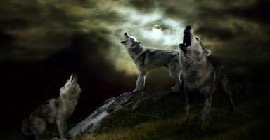 تفسير رؤية الذئب في المنام ورموز حلم الذئاب بالتفصيل