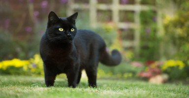 القطط السوداء في المنام وتفسير حلم القطة السوداء