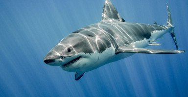 تفسير رؤية سمك القرش في المنام وحلم هجوم القرش