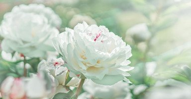 تفسير رؤية الورد الأبيض وحلم الوردة البيضاء
