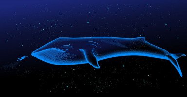 معلومات عن الحوت الأزرق (حقائق عن الحوت الأزرق بالصور والفيديو)