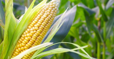 فوائد الذرة وعناصرها الصحية وأضرار الإكثار من الذرة