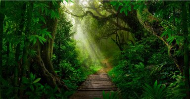 تفسير رؤية الغابة في المنام وحلم المشي في الغابة