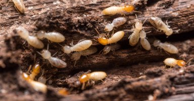 تفسير رؤية النمل الأبيض في المنام بالتفصيل