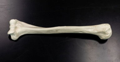 تفسير رؤية العظام في المنام وحلم عظم الإنسان