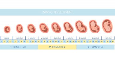 جدول وزن الجنين الطبيعي بالأسابيع (وزن الطفل عند الولادة)