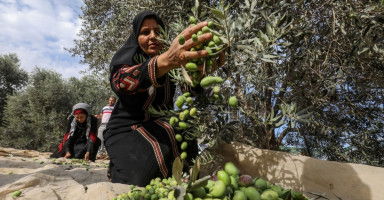 تفسير رؤية قطف الزيتون في المنام بالتفصيل