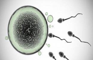 معرفة جنس الجنين خلال الحمل وتحديد الجنس قبل الحمل