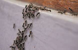 تفسير رؤية النمل الأسود في المنام بالتفصيل