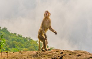 رؤية القرد في المنام وتفسير حلم القرود بالتفصيل
