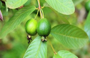 فوائد الجوافة الصحية المذهلة والعناصر الغذائية في الجوافة