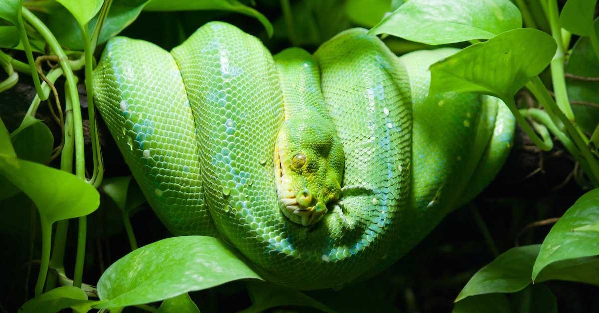 Výklad videnia zeleného hada vo sne