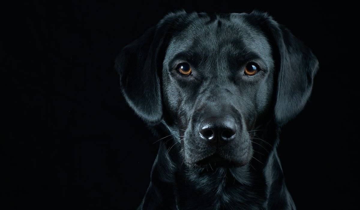 الكلب الأسود