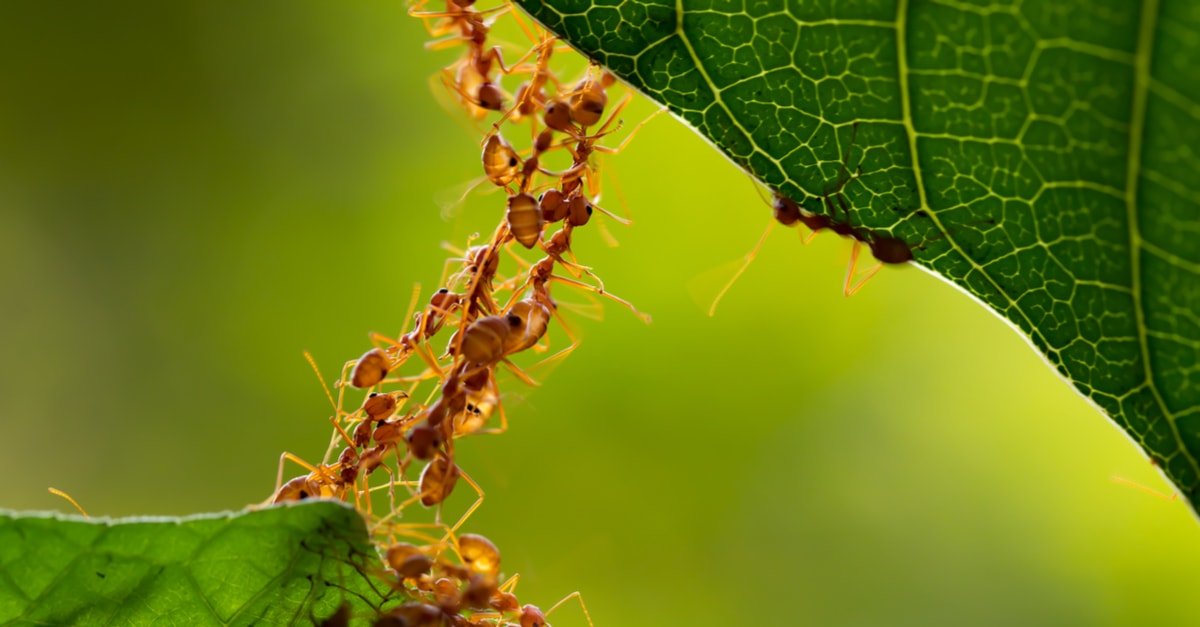النمل في المنام وتفسير رؤية النمل في الحلم