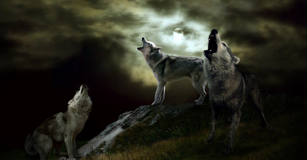 تفسير حلم رؤية الذئب يعض ويهاجم البيت في المنام