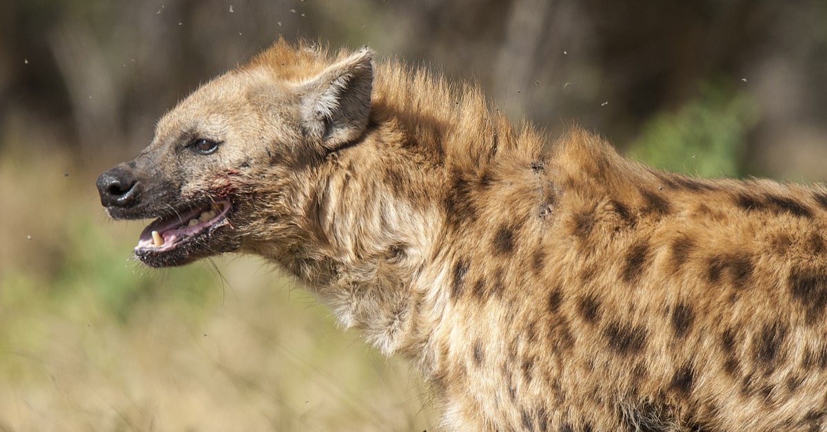 Hyena sa usa ka damgo ug ang paghubad sa pagtan-aw sa usa ka babaye nga hyena sa usa ka damgo