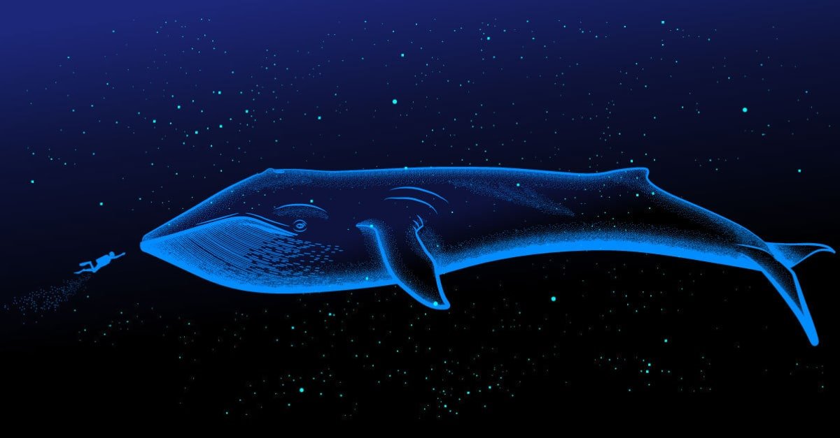 الازرق تويتر الحوت الحوت الازرق