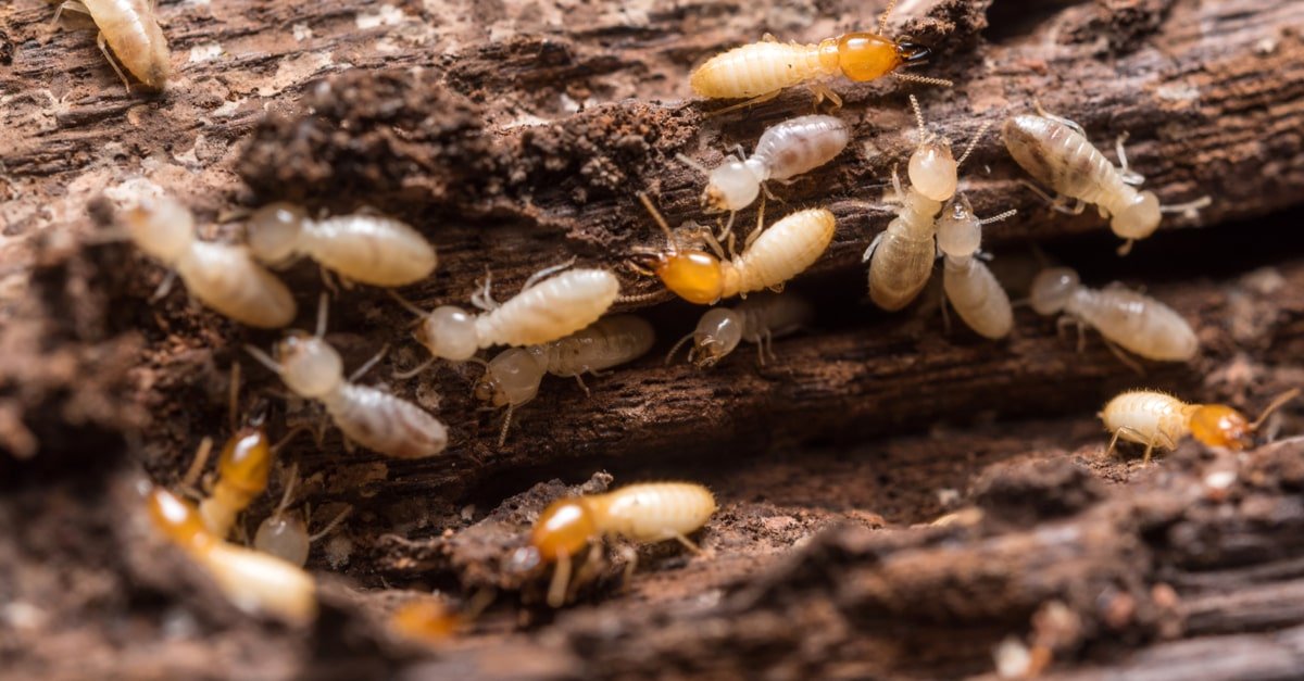 Tolkning av å se termitter i en drøm i detalj