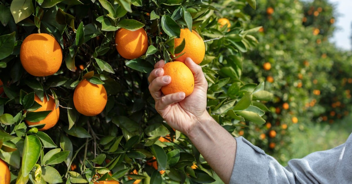 Толкување на гледање портокали во сон и сон за јадење портокали