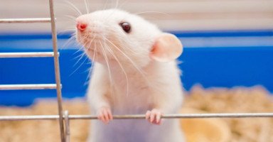 تفسير حلم الفئران الكبيرة في منامي