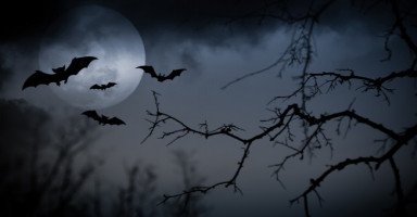 تفسير حلم الخفافيش في منامي