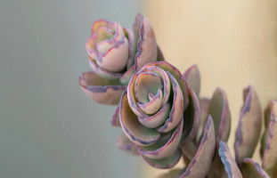 هل يجوز تبادل الأدوار بين الزوجين؟